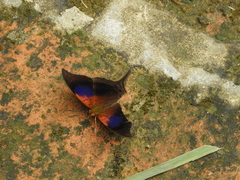 Marpesia furcula