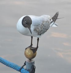 Chroicocephalus ridibundus