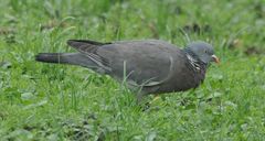Columba palumbus