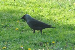 Corvus monedula