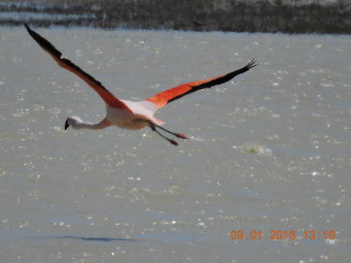 Flamant du Chili