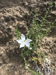 Phlox andicola