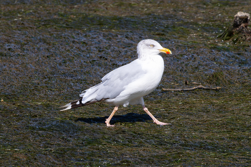 Gaviota argéntea europea (Larus argentatus)
