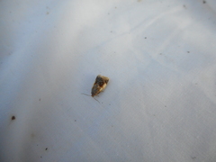 Clepsis melaleucanus