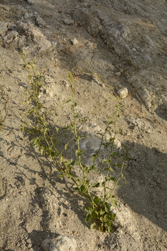 Image of Solanum trilobatum by (c) Siddarth Machado, some rights reserved (CC BY)