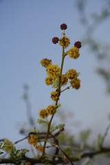 Vachellia eburnea