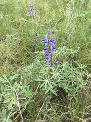 Lupinus plattensis