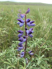 Lupinus plattensis