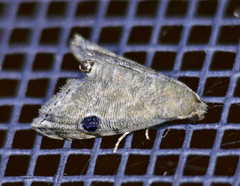 Abablemma brimleyana
