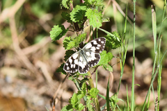 Melanargia galathea