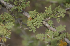 Vachellia eburnea