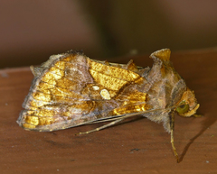 Argyrogramma verruca