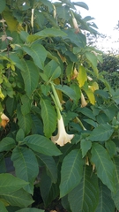 Brugmansia × candida, photograph (c) Gijs Romijn, some rights reserved (CC BY)