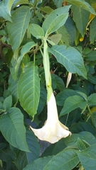 Brugmansia × candida, photograph (c) Gijs Romijn, some rights reserved (CC BY)