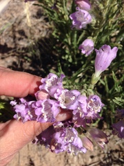 Penstemon jamesii