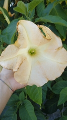 Brugmansia × candida, photograph (c) Gijs Romijn, some rights reserved (CC BY)