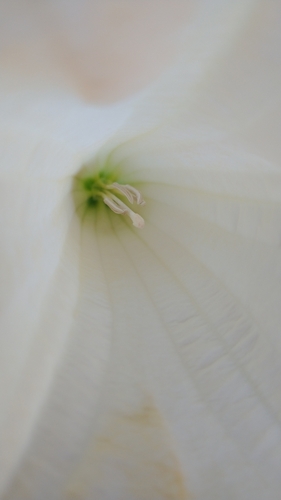 Brugmansia × candida, photograph 5