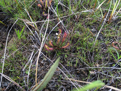 Drosera linearis