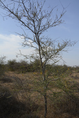 Vachellia eburnea