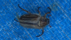 Amphimallon solstitiale