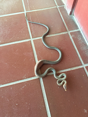 Pantherophis bairdi