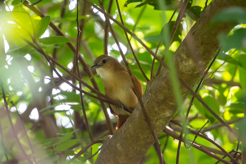 Araguaia Spinetail photo