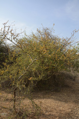 Vachellia eburnea