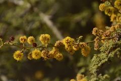 Vachellia eburnea
