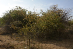 Vachellia eburnea