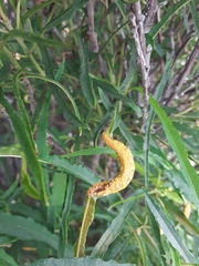 Puccinia coronata