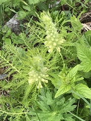 Pedicularis foliosa