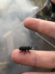 Sinodendron cylindricum