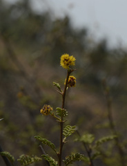Vachellia eburnea