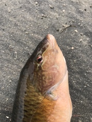 Halichoeres semicinctus