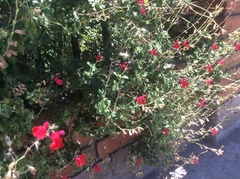 Salvia microphylla microphylla