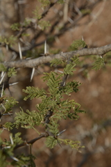 Vachellia eburnea