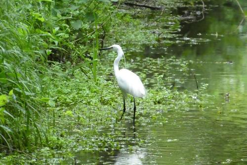 Garceta común (Egretta garzetta)