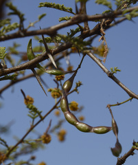 Vachellia eburnea