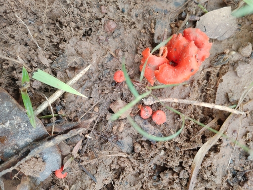 Cantharellus addaiensis