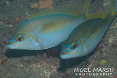 Scolopsis monogramma