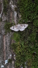 Alcis deversata