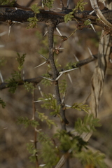 Vachellia eburnea