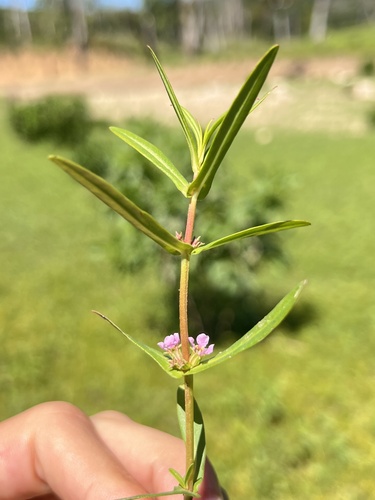 Image of Ammannia robusta by (c) Nathan Aaron, some rights reserved (CC BY)