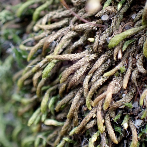 Pseudoleskeopsis imbricata, 2024-08-06