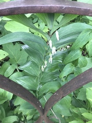 Polygonatum biflorum biflorum