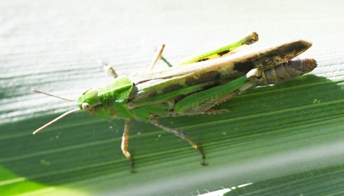 Aiolopus thalassinus
