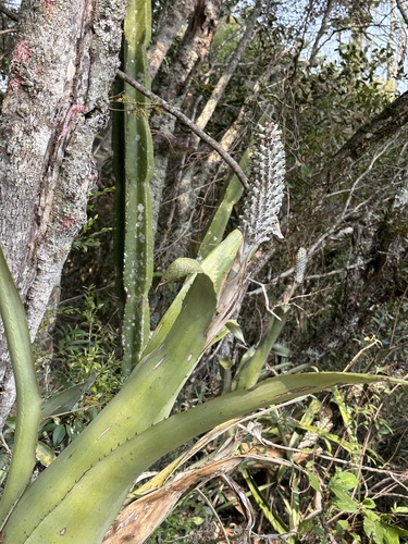 Image of Aechmea bromeliifolia by (c) LPB, some rights reserved (CC BY)