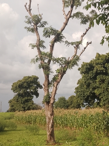 African kino