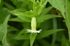 Silene nivea