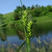 Carex atherodes - Photo ללא זכויות יוצרים